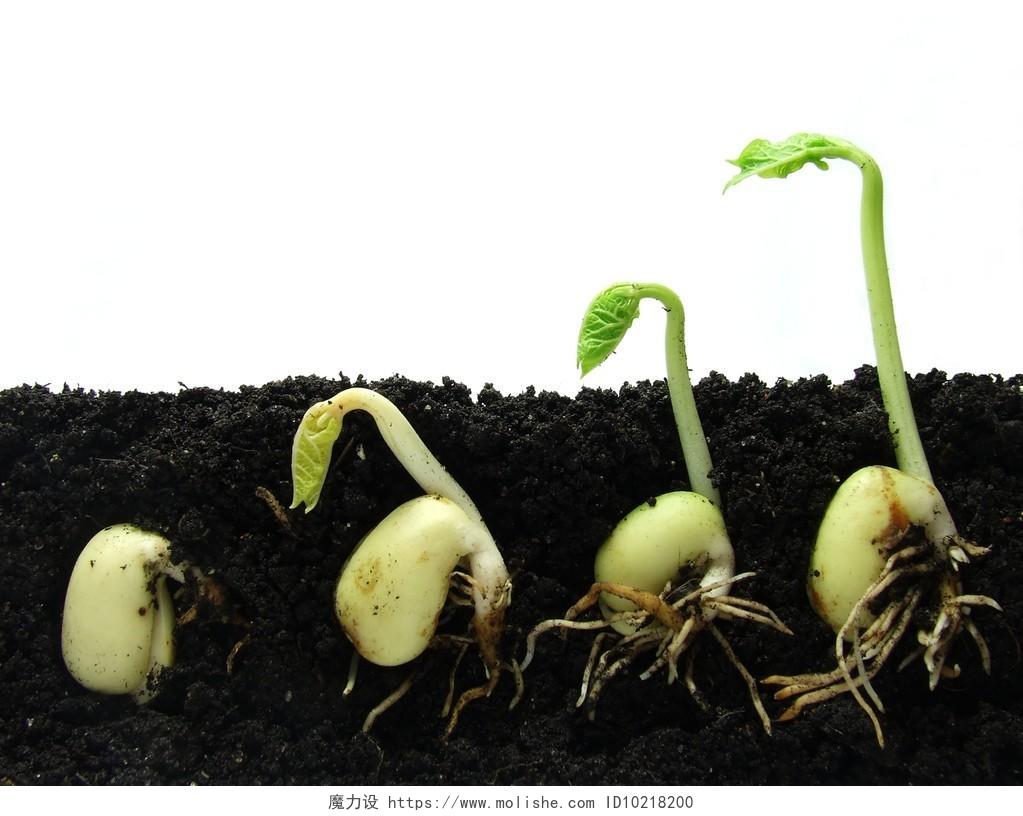 白底种子生长种子在土壤中生根发芽过程图土壤小芽嫩芽幼芽